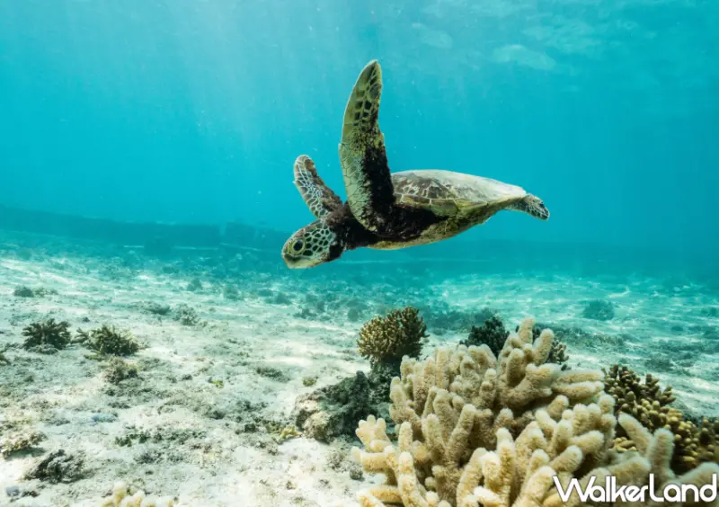 星宇航空宮古島直飛！1小時跳島到日本，再送資生堂保養組 網路吃到飽。