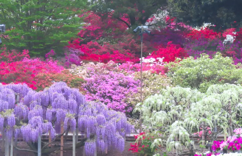 春天限定美景！栃木縣足利花卉公園紫藤花瀑布現已盛開，實拍無修圖分享夢幻花園。