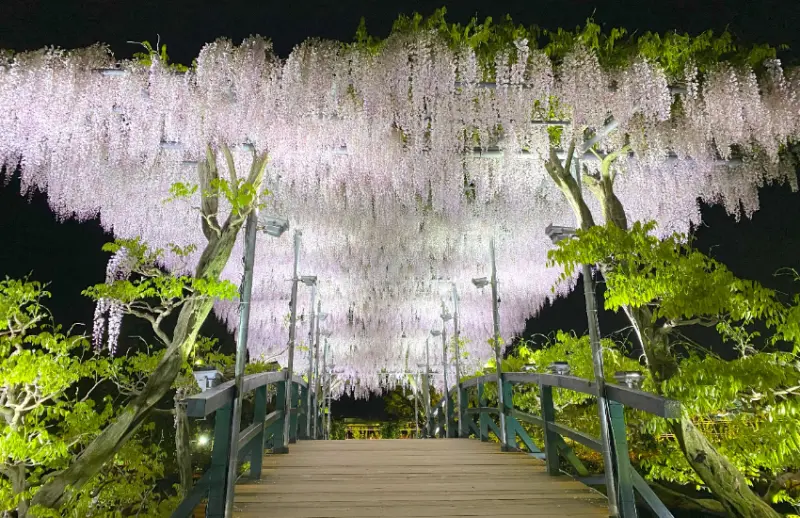 春天限定美景！栃木縣足利花卉公園紫藤花瀑布現已盛開，實拍無修圖分享夢幻花園。