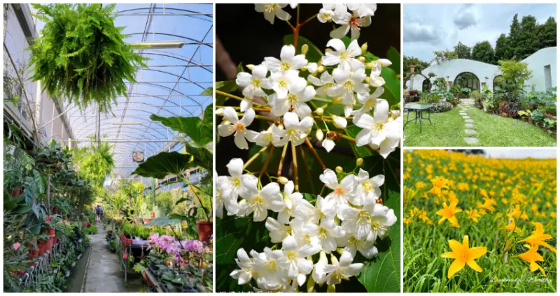 ▲彰化賞花景點推薦5選！虎山巖金針花、桐花步道、田尾公路花園一次看 / WalkerLand窩客島整理