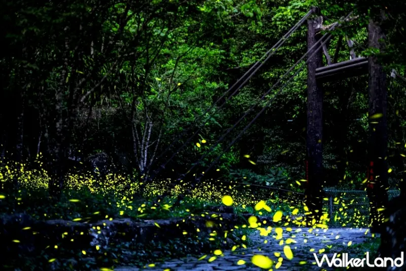 阿里山自駕賞螢銀河全攻略！英迪格酒店推出高CP值高鐵取車自駕專案。