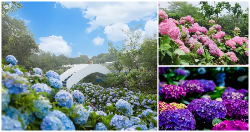 ▲雙北7大繡球花海搶先看！全台最大繡球花海、陽明山竹子湖繡球花必拍推薦 / WalkerLand窩客島整理