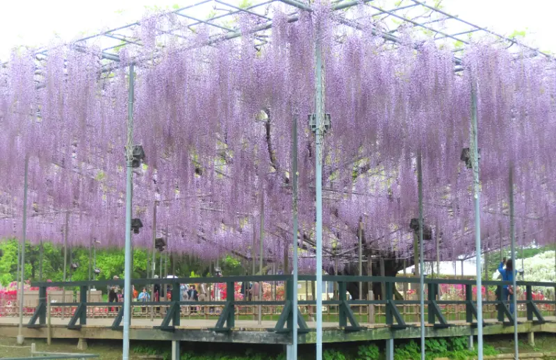 春天限定美景！栃木縣足利花卉公園紫藤花瀑布現已盛開，實拍無修圖分享夢幻花園。