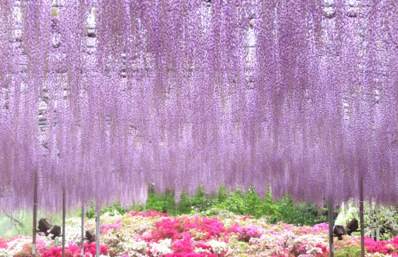 春天限定美景！栃木縣足利花卉公園紫藤花瀑布現已盛開，實拍無修圖分享夢幻花園。