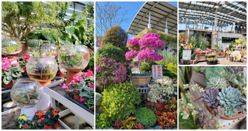 ▲彰化賞花5大景點必訪！期間限定8萬株金針花海、田尾公路花園 / WalkerLand窩客島整理