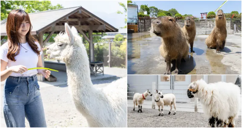 暑假不加價照樣玩翻天，宜蘭最美親子飯店「綠舞」，6/2前旺日免加價並加贈一食，還有價值破萬的日式體驗，春夏線上旅展限時手刀開搶。