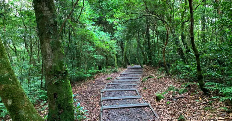 桃園復興7大必去景點！桃園森林系步道 玩水聖地，桃園人消暑景點跟著玩。