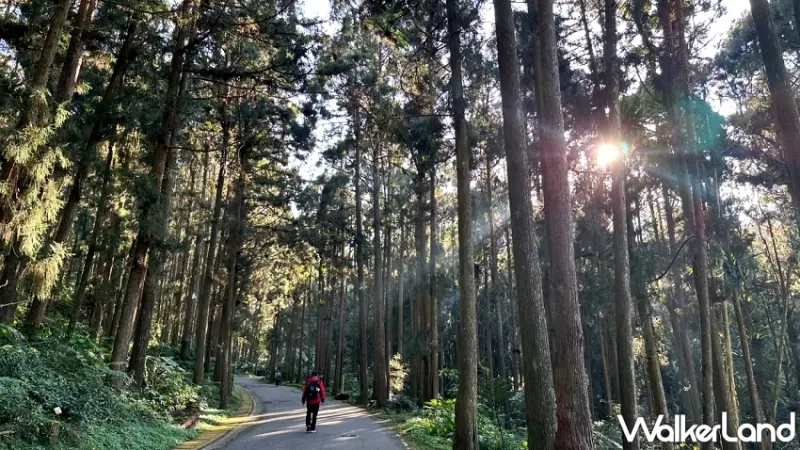 溪頭福華住房買一送一！親子森林暑假住房優惠加碼送送溪頭自然教育園區門票。