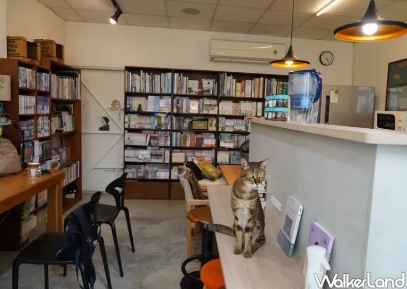 台中獨立書店推薦！梓書房 藏在台中美術館的獨立書店，有6隻店貓陪你閱讀。