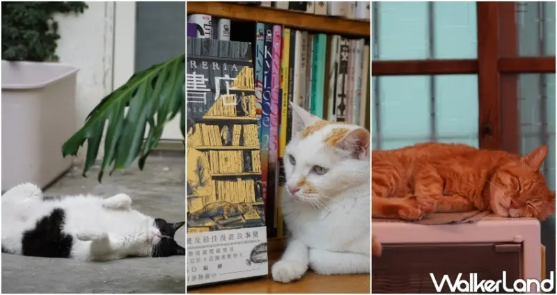 台中獨立書店推薦！梓書房 藏在台中美術館的獨立書店，有6隻店貓陪你閱讀。