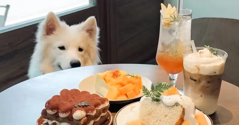 台北狗狗咖啡廳！璐尼甜點 三重甜點推薦，巴斯克、提拉米蘇必吃。