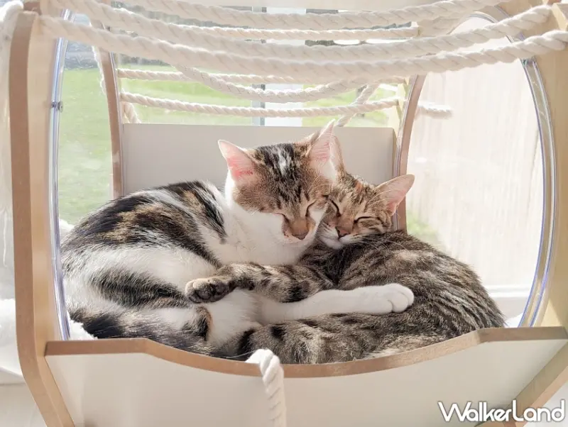 住宿券限量39折再送浴衣、萌寵體驗！綠舞國際觀光飯店2025美食展限定優惠搶先看。