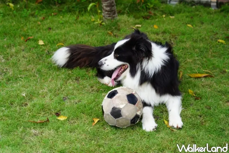 新社民宿推薦！「花田民宿」 馬來西亞女主人在新社打造暖心民宿，溫暖款待異國料理。