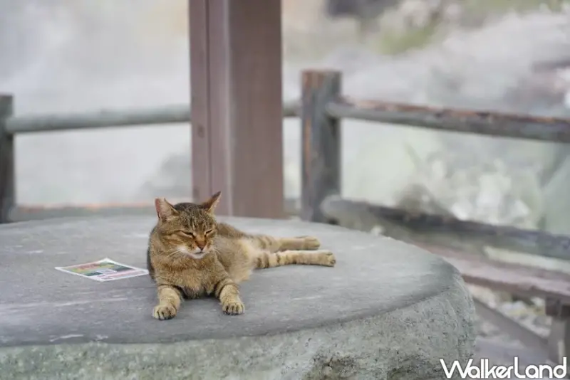 長崎景點必訪！雲仙地獄 日本知名溫泉名勝，吃溫泉蛋、泡足湯，連貓咪也覺得療癒。