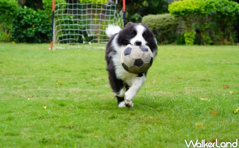 新社民宿推薦！「花田民宿」 馬來西亞女主人在新社打造暖心民宿，溫暖款待異國料理。