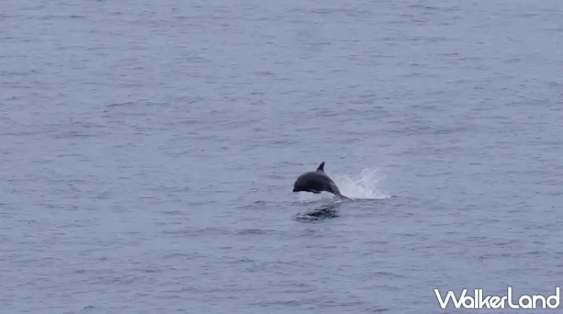 祖孫三代出遊郵輪怎麼選！「一篇搞懂麗星郵輪旅遊眉角」從每日郵報、趣味數據到無障礙溝通巧思一次看懂。