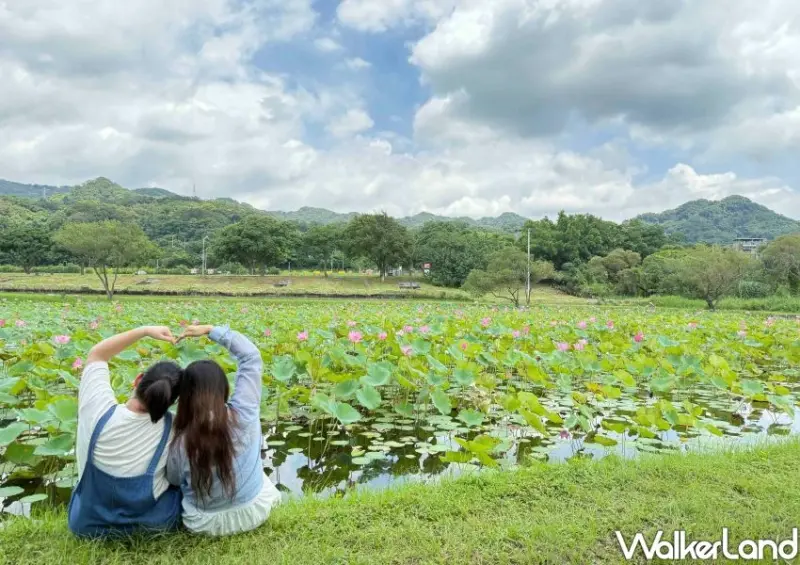 樹林秘境一日遊！山佳荷花池免費拍到8月，夢幻鏡面池順遊玩。