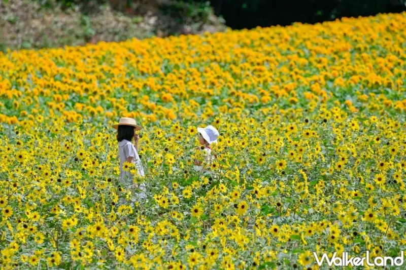 廣島夏日避暑全攻略！瀑布探險、花海合影與溫泉療癒打造日本清涼旅行。