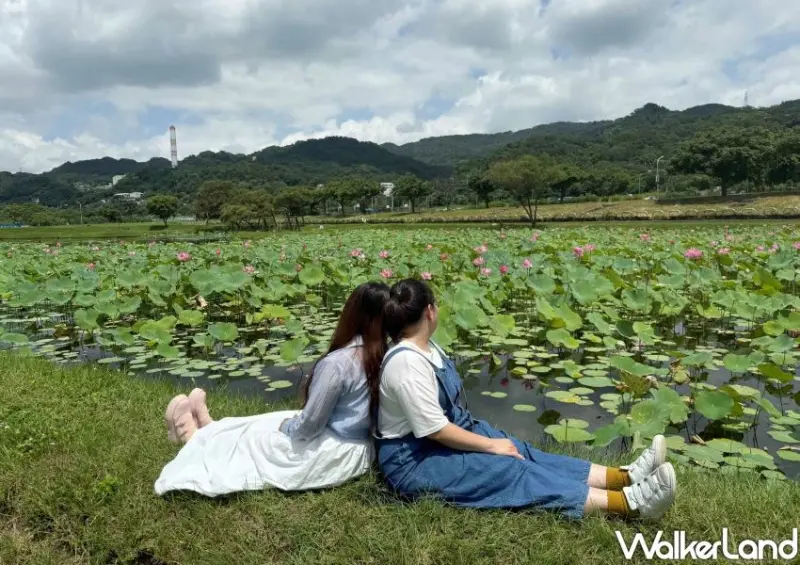 樹林秘境一日遊！山佳荷花池免費拍到8月，夢幻鏡面池順遊玩。