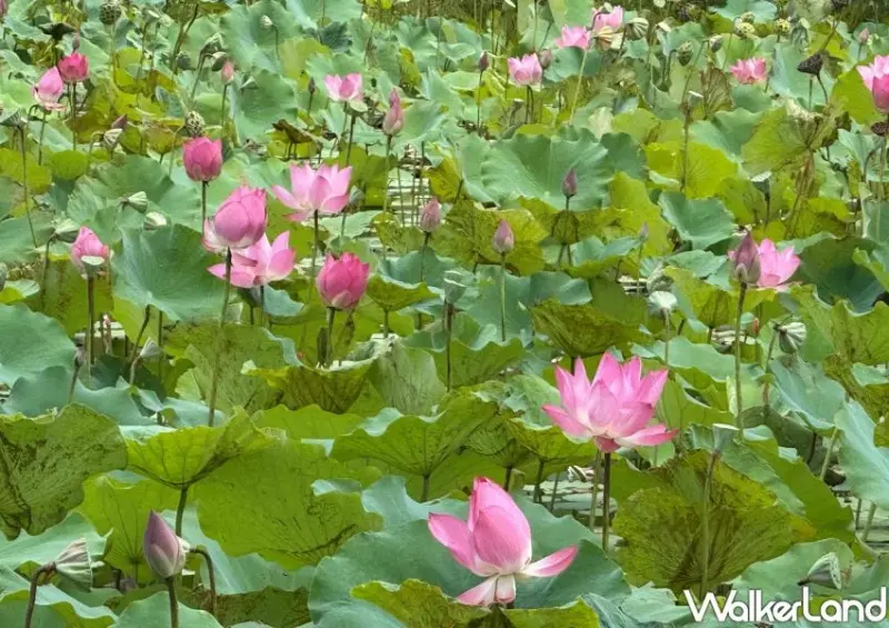 樹林秘境一日遊！山佳荷花池免費拍到8月，夢幻鏡面池順遊玩。
