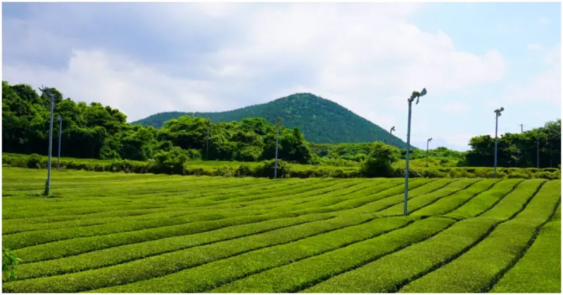濟州島免費景點！Osulloc雪綠茶博物館 遼闊綠茶園美景超好拍，濟州限定伴手禮買起來。