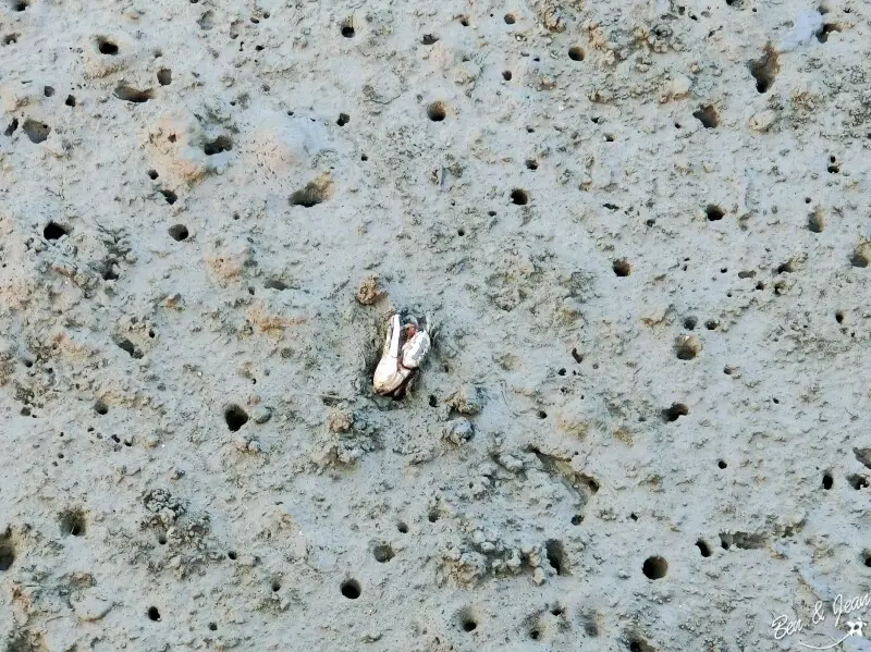 台中海洋館順遊推薦！梧棲漁港啖海鮮、高美濕地看美景，享受吹海風的一天。 / 部落客「紫色微笑」提供