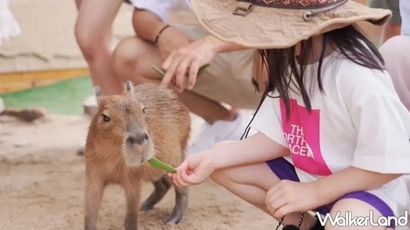 晶泉丰旅推出「深秋、野趣拾光」住房專案！深入北投與礁溪在地秘境，體驗從產地到餐桌的農事實作與超萌動物療癒行程。
