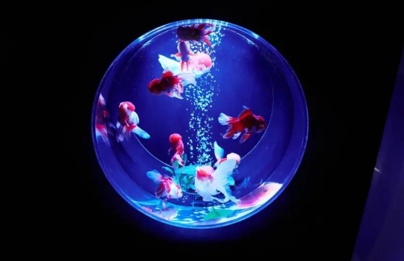 銀座藝術水族館超夢幻，推出漂浮金魚羊羹刨冰和金魚藝術鑑賞套餐，視覺味覺雙享受。
