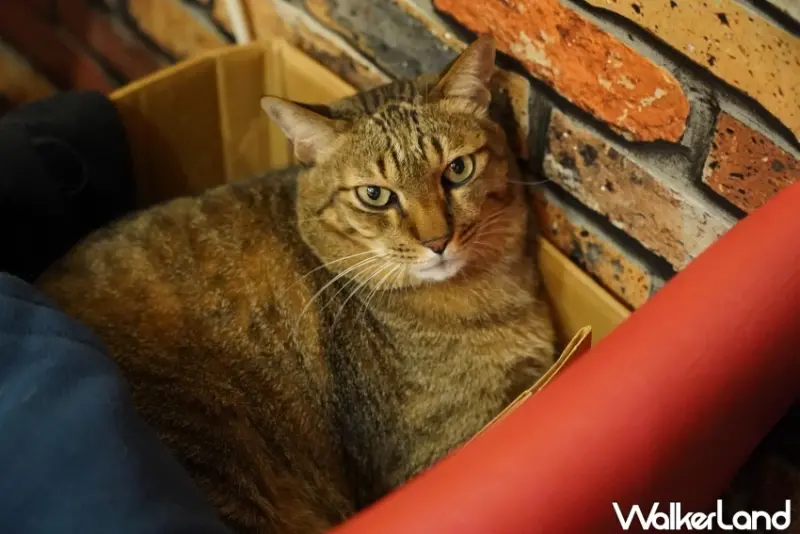 台中火車站貓咪咖啡廳！誰的貓咖啡Say Meow 鄰近日曜天地，兩隻店貓陪你喝咖啡。