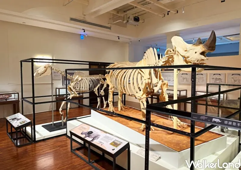 台北室內景點30元玩2館！臺灣博物館恐龍化石超逼真，雨天遛小孩CP值超高。