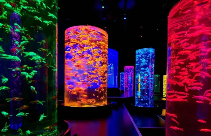 銀座藝術水族館超夢幻，推出漂浮金魚羊羹刨冰和金魚藝術鑑賞套餐，視覺味覺雙享受。