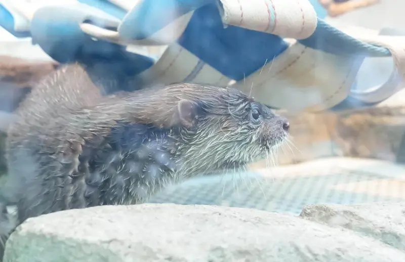 神戶átoa沉浸式藝術水族館絢爛煙火演出，還有可愛水獺造型甜點子組合。