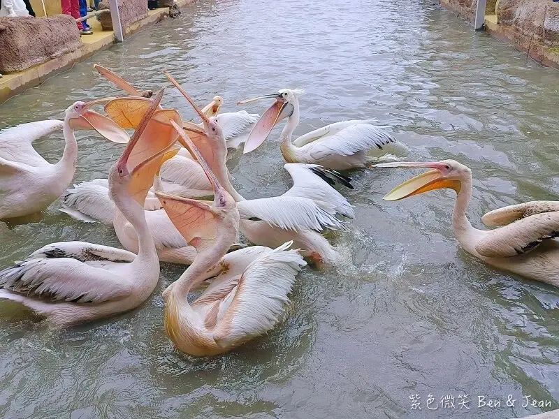 親子必去人氣景點！宜蘭動物農場3選，順訪老宅咖啡廳吃甜點。 / 由部落客「紫色微笑」提供