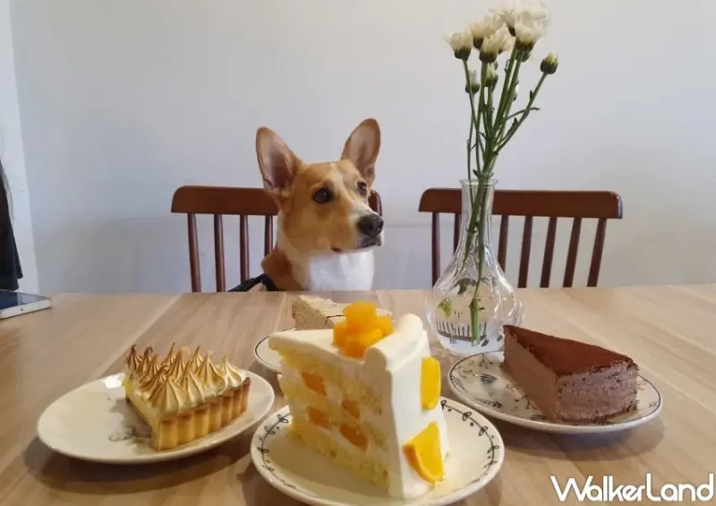 826國際狗狗日！4間美食國際狗狗日優惠，迷客夏帶狗狗折10元，貳樓免費寵物餐。