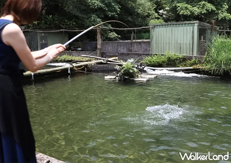 宜蘭釣魚餐廳推薦！苦花大王 現釣現吃的鮮魚料理、假日請先預約，新手也能上手。