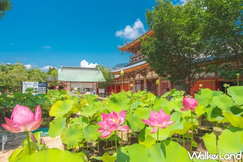廣島不只嚴島神社！朝聖純白未來心之丘、漫遊御手洗古街與宮島最新藝文咖啡廳一次收藏。