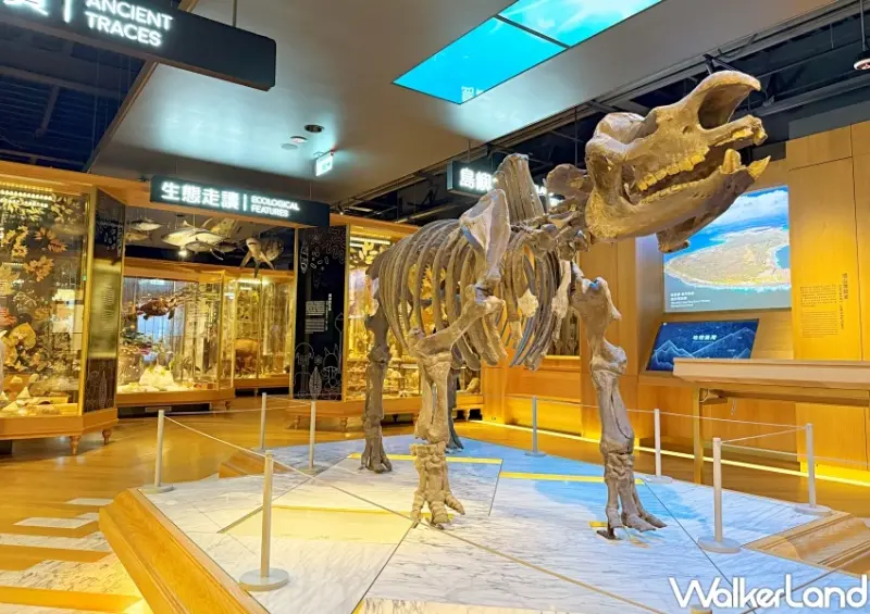 台北室內景點30元玩2館！臺灣博物館恐龍化石超逼真，雨天遛小孩CP值超高。