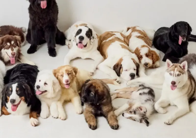 東京狗狗咖啡廳！犬席屋 18隻大狗狗、薩摩耶、大白熊犬都有，插旗東京表參道。