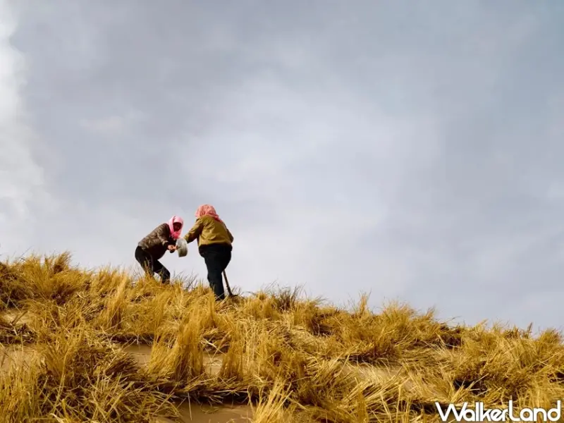 vivo手機翻轉人生！田鼠大嬸從沙漠走向鎂光燈，用vivo捕捉農務日常。