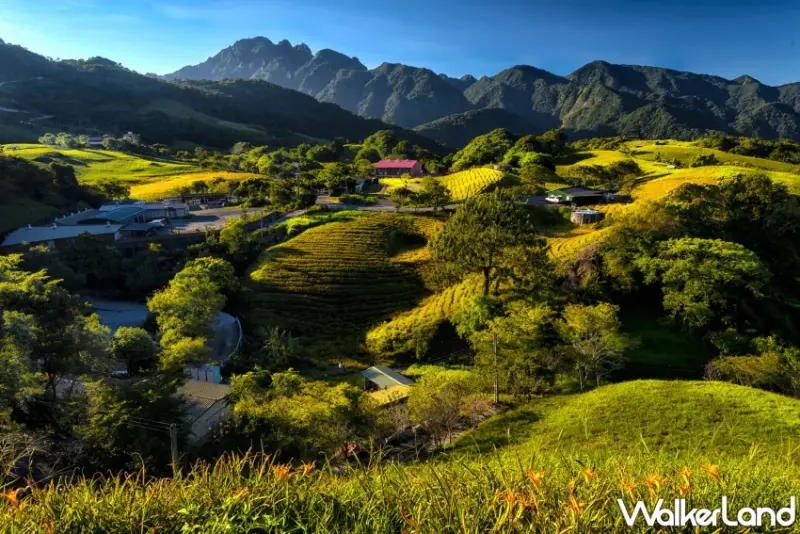 2025花蓮金針花季開跑！六十石山、赤科山看金色花海，玉里、富里順遊。圖為六十石山。 / 花蓮縣政府 提供、WalkerLand窩客島整理