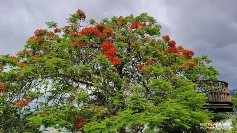 歐樂沃築夢城堡開幕！嘉義一日遊必踩點3大人氣景點、6間必吃在地小吃。