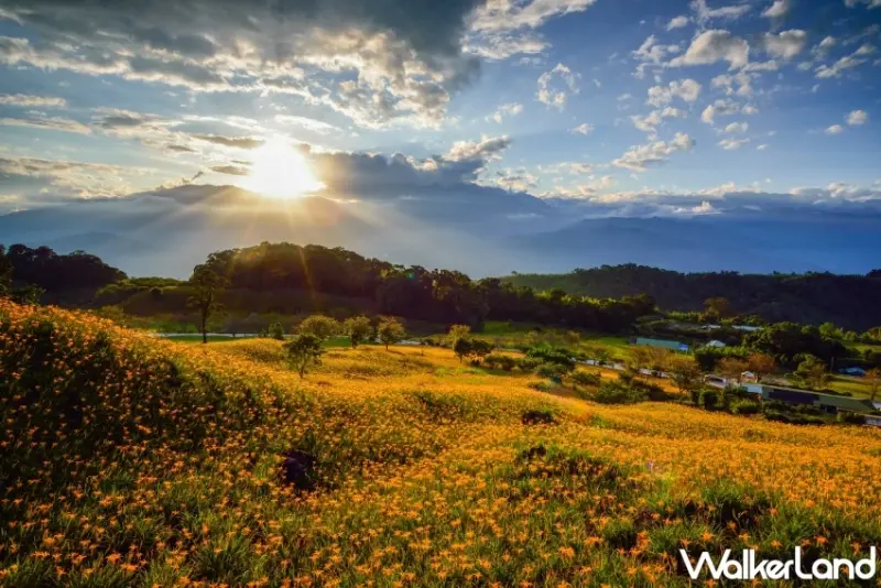 2025花蓮金針花季開跑！六十石山、赤科山看金色花海，玉里、富里順遊。 / 花蓮縣政府 提供、WalkerLand窩客島整理