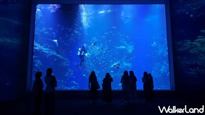 台中海洋館試營運！8大展區參觀路線公開，2小時沉浸式體驗海洋世界。