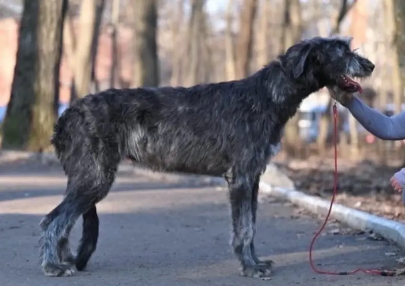 東京狗狗咖啡廳！犬席屋 18隻大狗狗、薩摩耶、大白熊犬都有，插旗東京表參道。