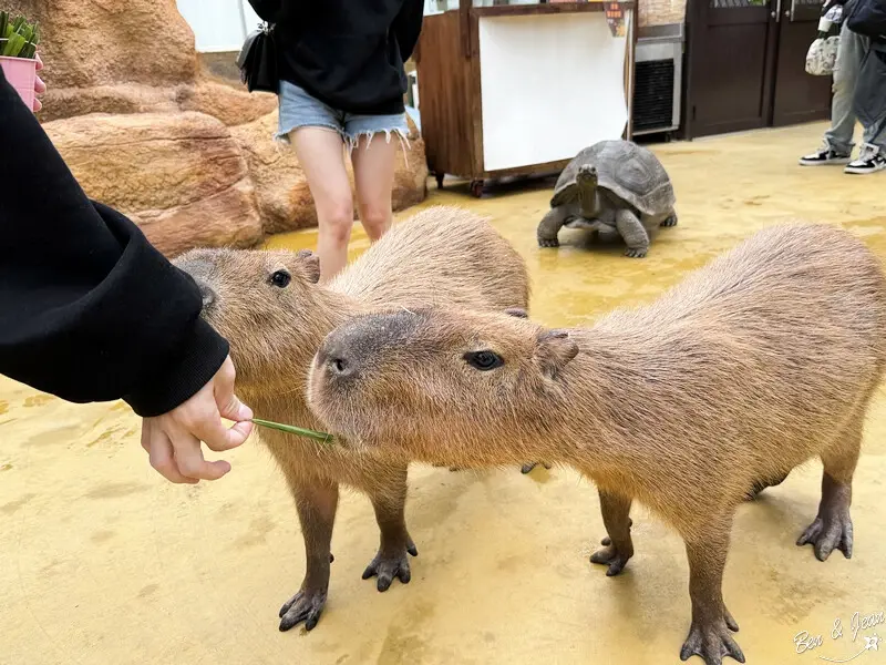 親子必去人氣景點！宜蘭動物農場3選，順訪老宅咖啡廳吃甜點。 / 由部落客「紫色微笑」提供