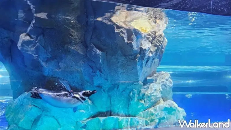 台中海洋館順遊推薦！梧棲漁港啖海鮮、高美濕地看美景，享受吹海風的一天。 / 編輯 沈若瑄 攝影