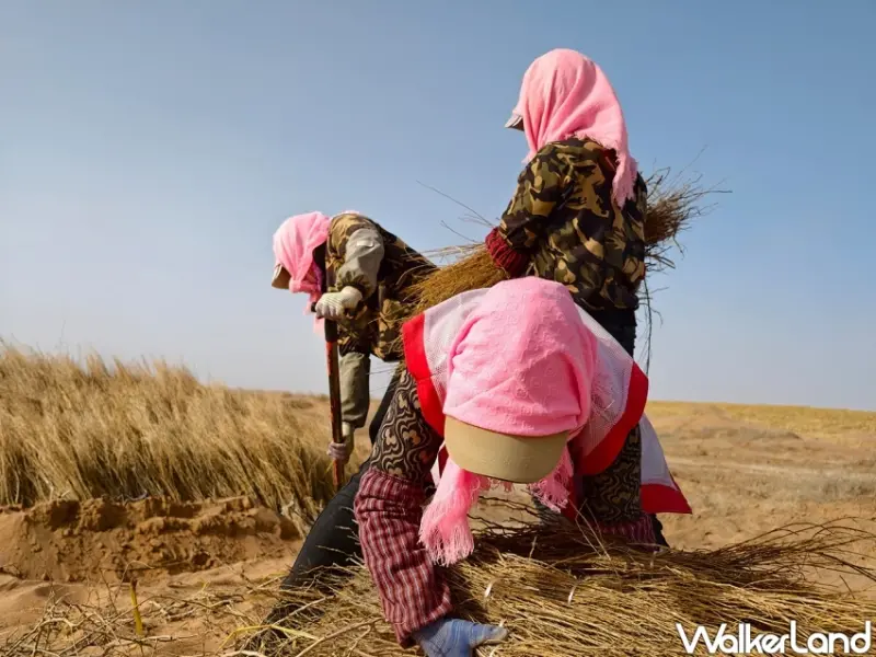 vivo手機翻轉人生！田鼠大嬸從沙漠走向鎂光燈，用vivo捕捉農務日常。