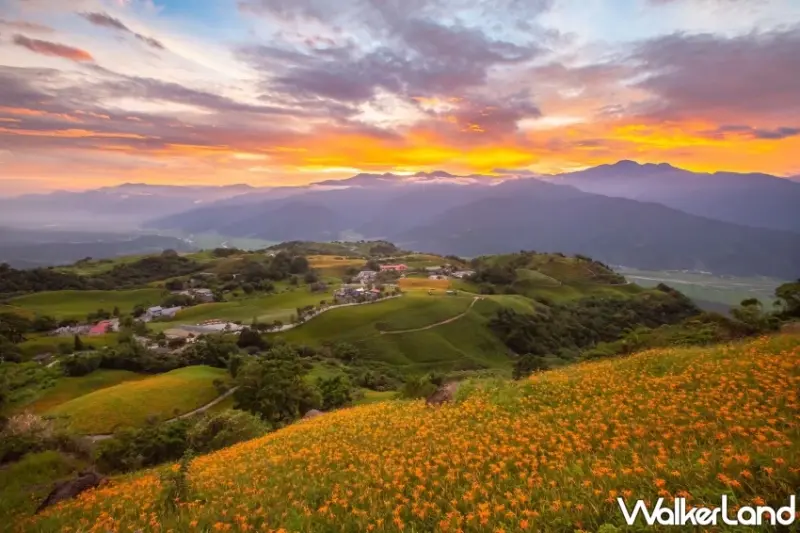 2025花蓮金針花季開跑！六十石山、赤科山看金色花海，玉里、富里順遊。 / 花蓮縣政府 提供、WalkerLand窩客島整理