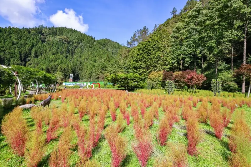 南投杉林溪也有波波草！轉紅一路美到11月，限定住宿優惠到杉林溪避暑。