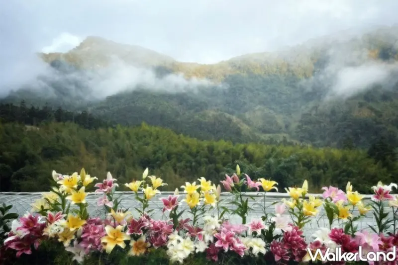 中秋雙十光復節連假必住阿里山賓館！9300元起暢遊達娜伊谷、享樂野百合花DIY體驗。